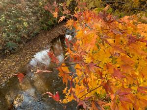 滝の上公園　小川と色褪せた紅葉