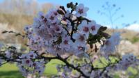 ヤマに咲く桜の画像