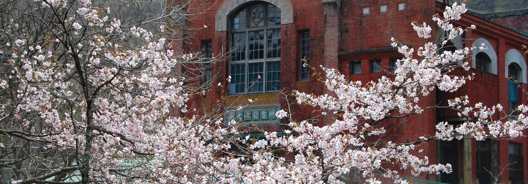 ゆうばり桜前線2026の写真