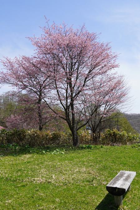 幸福の黄色いハンカチ想い出ひろばの画像5