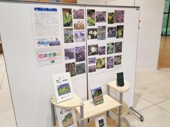 夕張岳の高山植物の紹介の画像