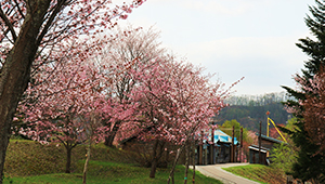 ハンカチと桜