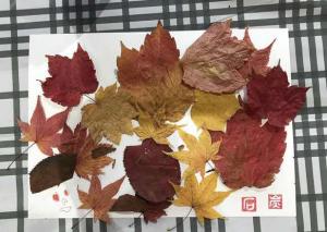 落ち葉の画像