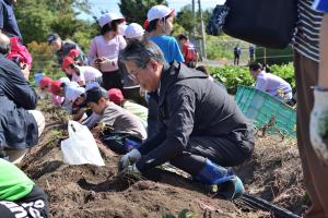 市長がこどもと一緒にサツマイモ掘りをしている画像