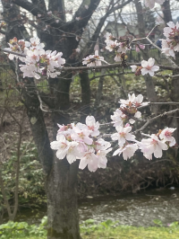 ゆうばり桜前線2025