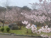 ゆうばり桜前線2025
