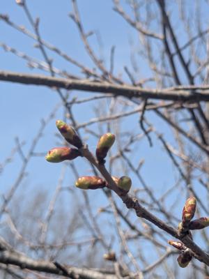 ハンカチひろば04020